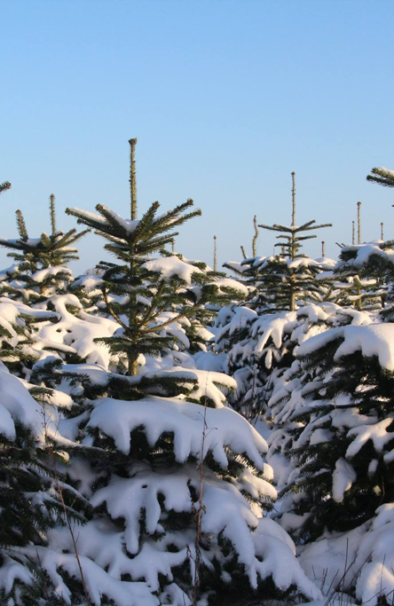 Priser på nordmann juletræer